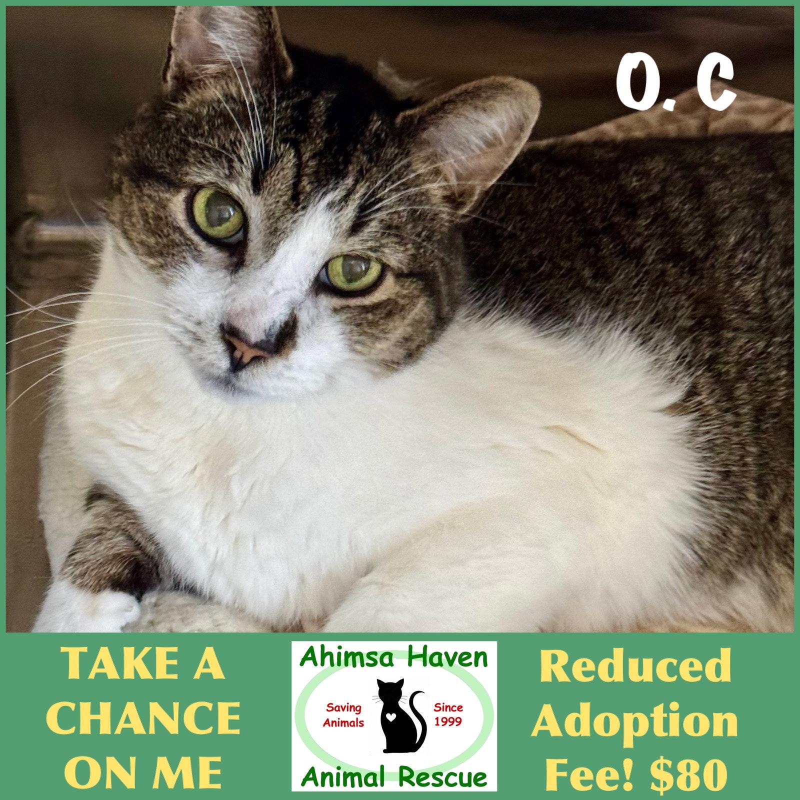 Enlarge O.C, a Adoptable Domestic Short Hair in Winchendon, MA image 1/1