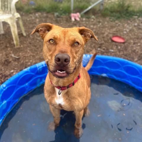 TAMALE, Adoptable, Adult Male Pit Bull Terrier.