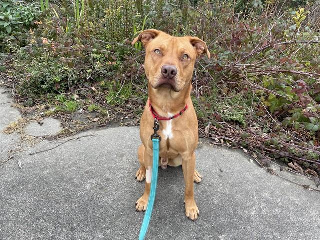 TAMALE, Adoptable, Young Male Pit Bull Terrier.