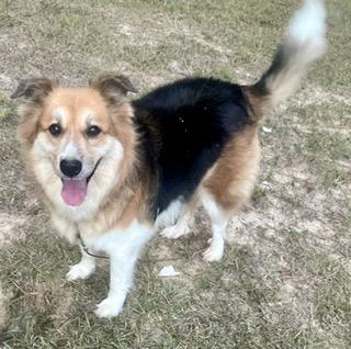 Lyla - will be at Always Adopt Nov. 7, Adoptable, Adult Female Collie.