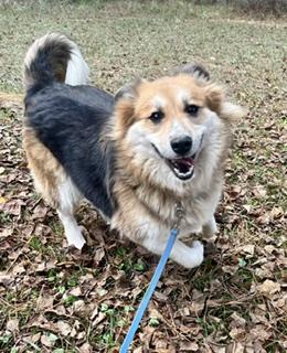 Lyla - will be at Always Adopt Nov. 7, Adoptable, Adult Female Collie.