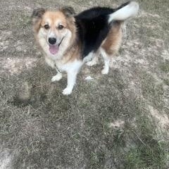 Enlarge Lyla - will be at Always Adopt Nov. 7, a Adoptable mixed breed in Warwick, RI image 2/6