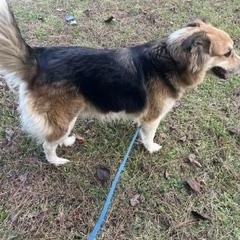 Enlarge Lyla - will be at Always Adopt Nov. 7, a Adoptable mixed breed in Warwick, RI image 6/6