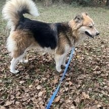 Enlarge Lyla - will be at Always Adopt Nov. 7, a Adoptable mixed breed in Warwick, RI image 5/6