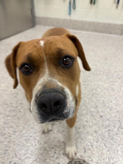 Enlarge KIARA, a Adoptable Pit Bull Terrier in Brighton, CO image 1/1