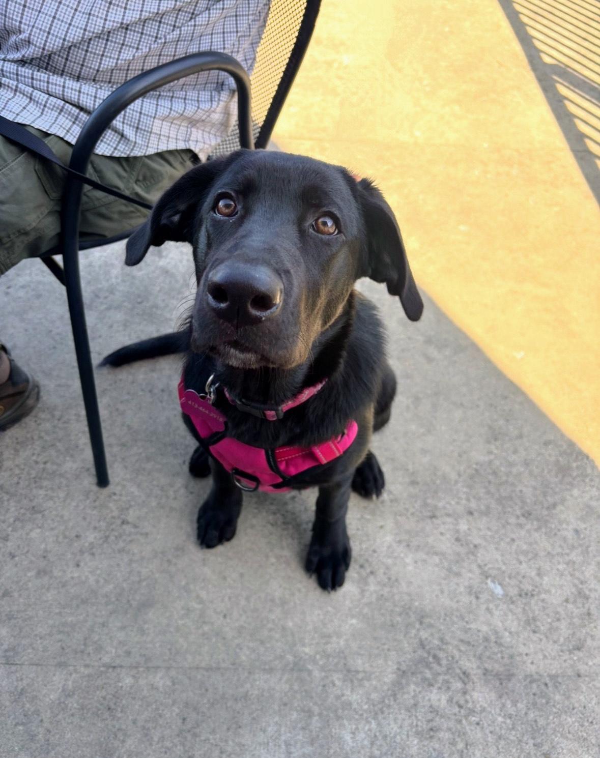 Enlarge Winnipeg Courtesy Post not at RAWL, a Adoptable mixed breed in Amissville, VA image 2/4