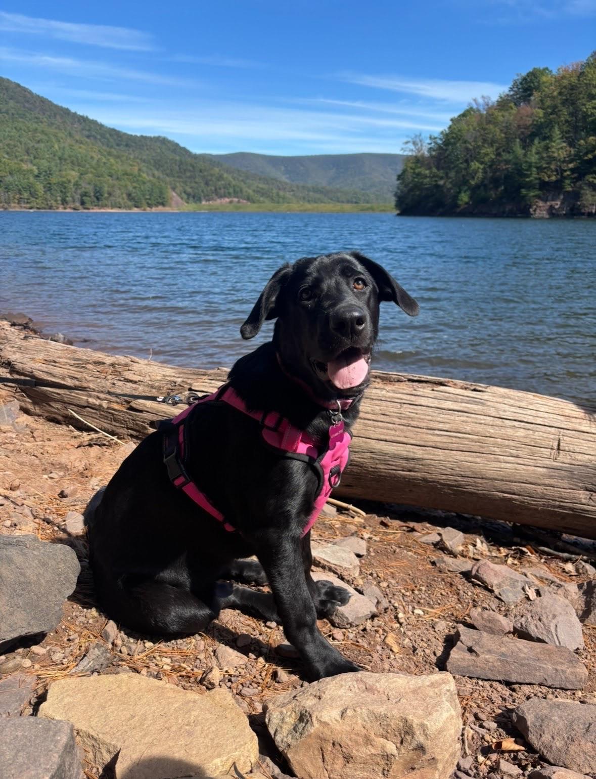 Enlarge Winnipeg Courtesy Post not at RAWL, a Adoptable mixed breed in Amissville, VA image 3/4