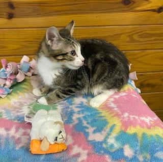 Hannah Gemma Lisa - gorgeous marble tabby looking for playmate