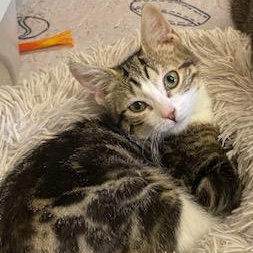 Hannah Gemma Lisa - gorgeous marble tabby looking for playmate