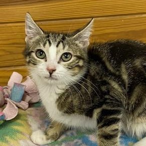 Hannah Gemma Lisa - gorgeous marble tabby looking for playmate