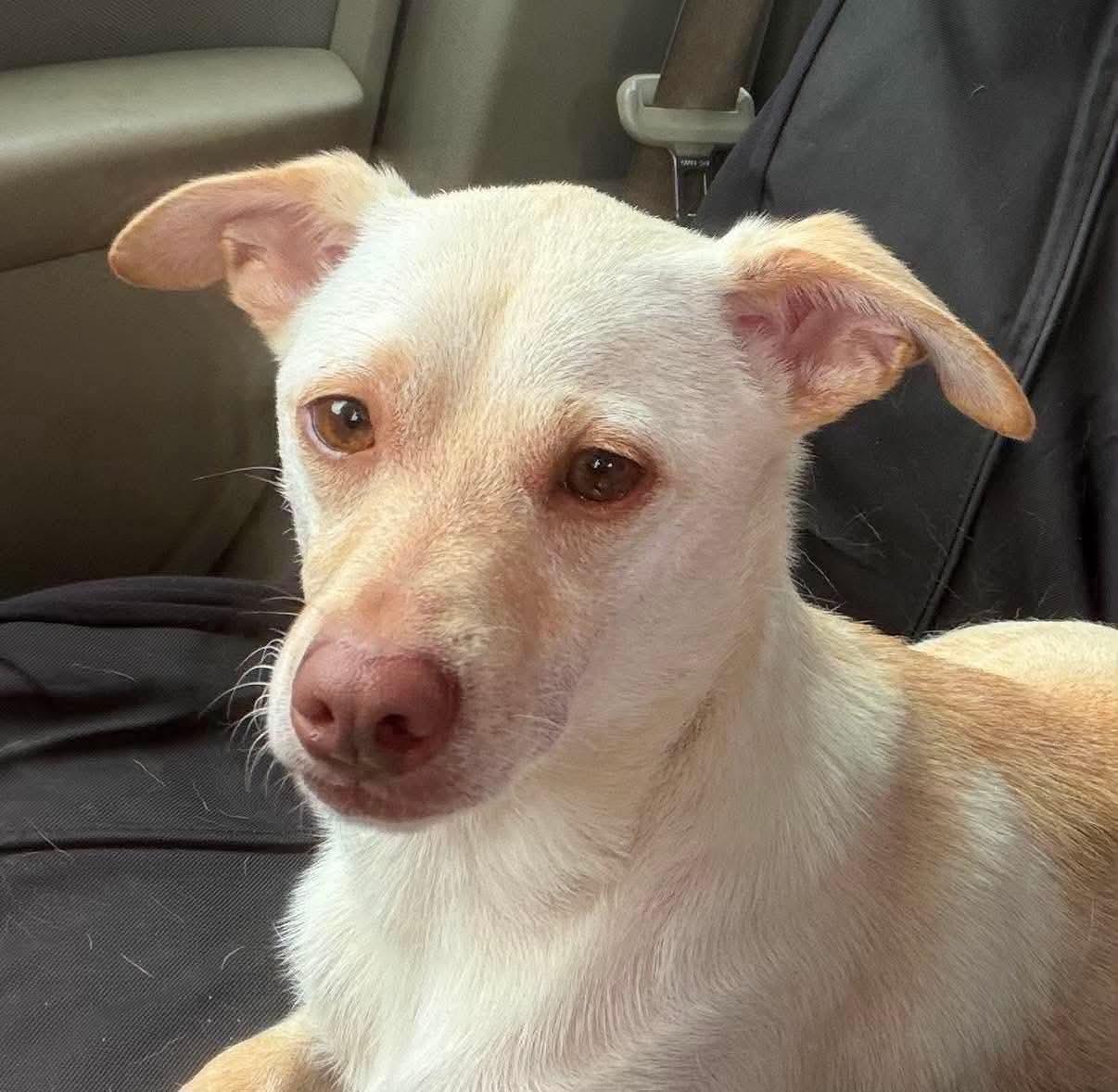 Enlarge Freddie, a ADOPTABLE Chihuahua in Inez, KY image 4/4