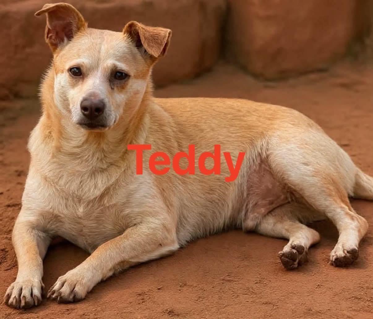 Enlarge Freddie, a ADOPTABLE Chihuahua in Inez, KY image 3/4