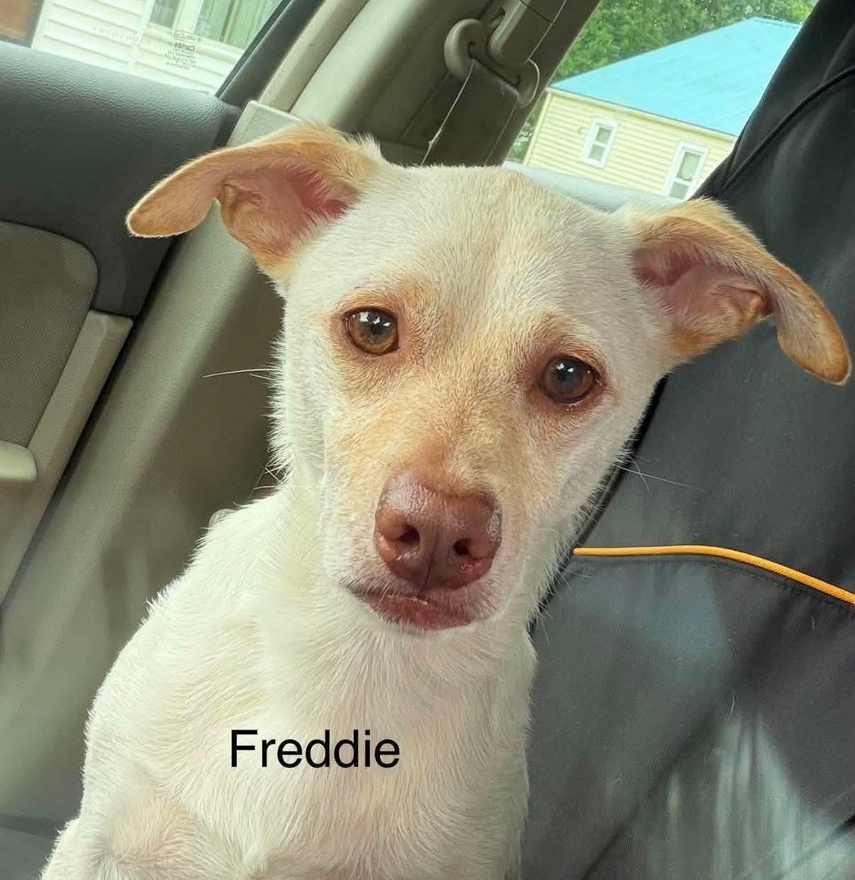 Enlarge Freddie, a ADOPTABLE Chihuahua in Inez, KY image 2/4