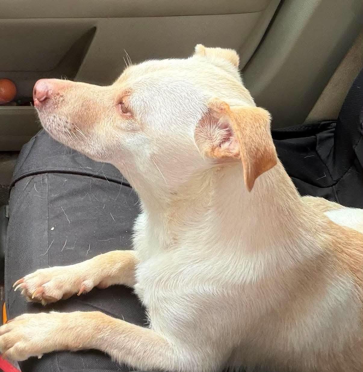 Freddie, ADOPTABLE, Adult Male Chihuahua.