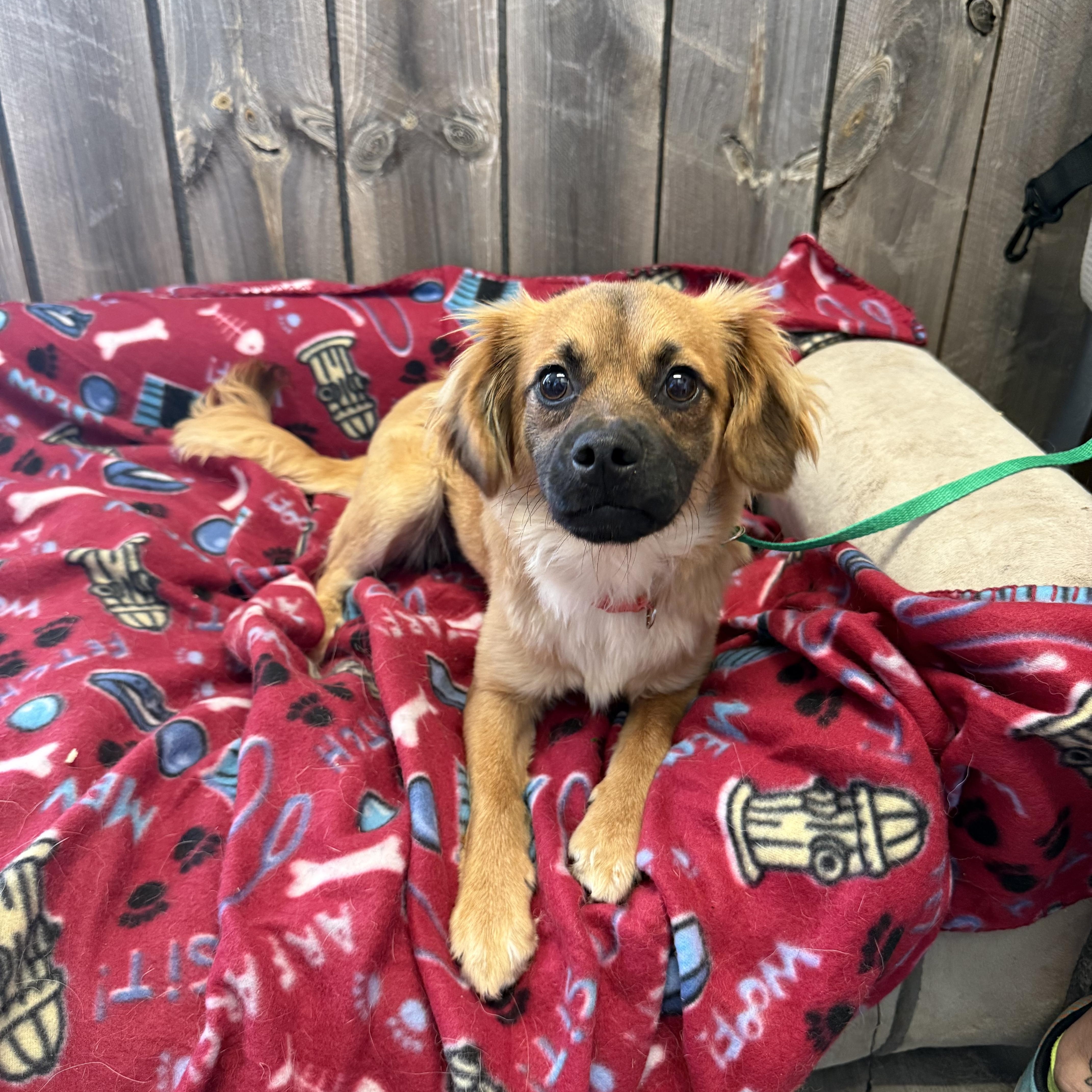 Enlarge Sophie Louise, a ADOPTABLE mixed breed in Belleville, NJ image 2/4