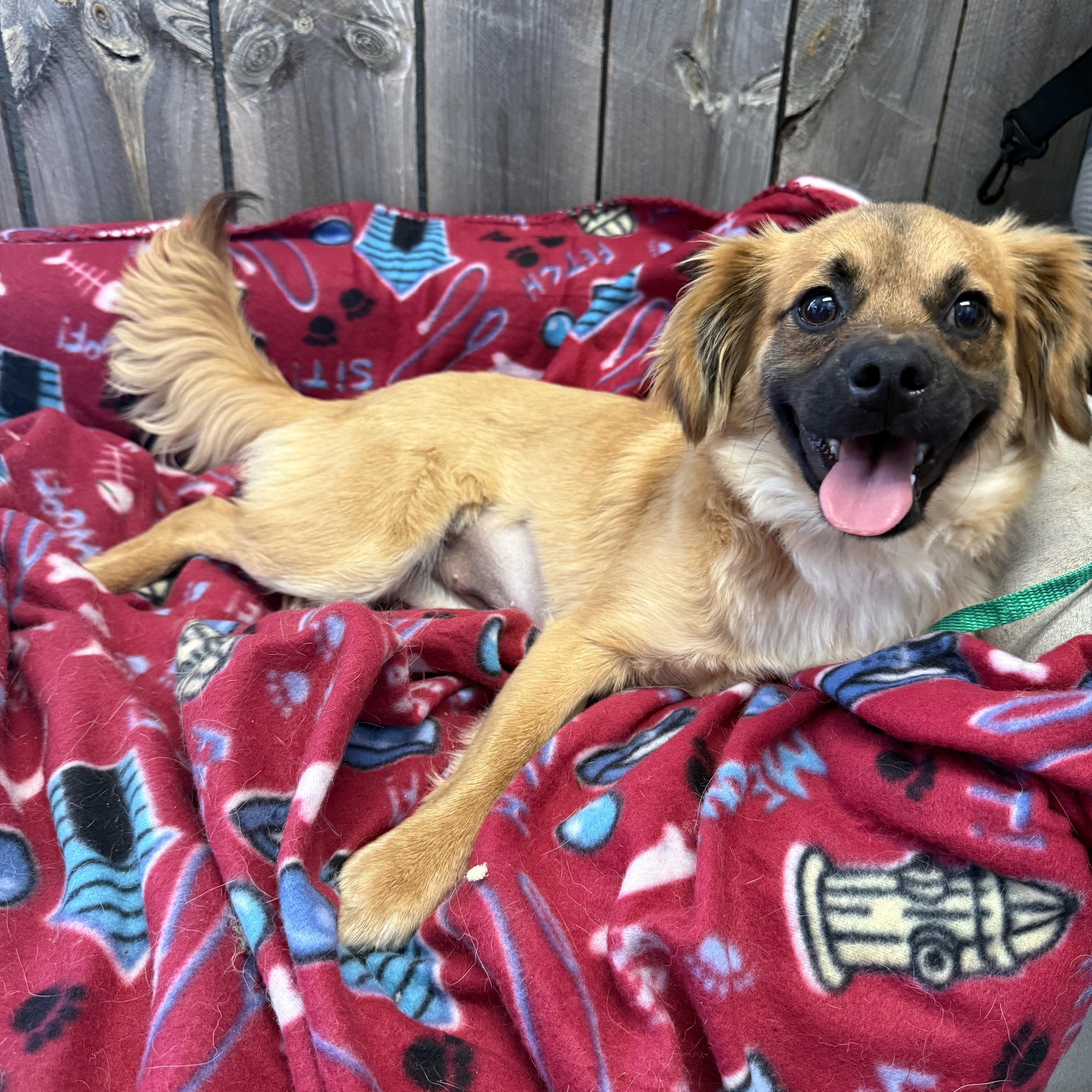 Enlarge Sophie Louise, a ADOPTABLE mixed breed in Belleville, NJ image 4/4