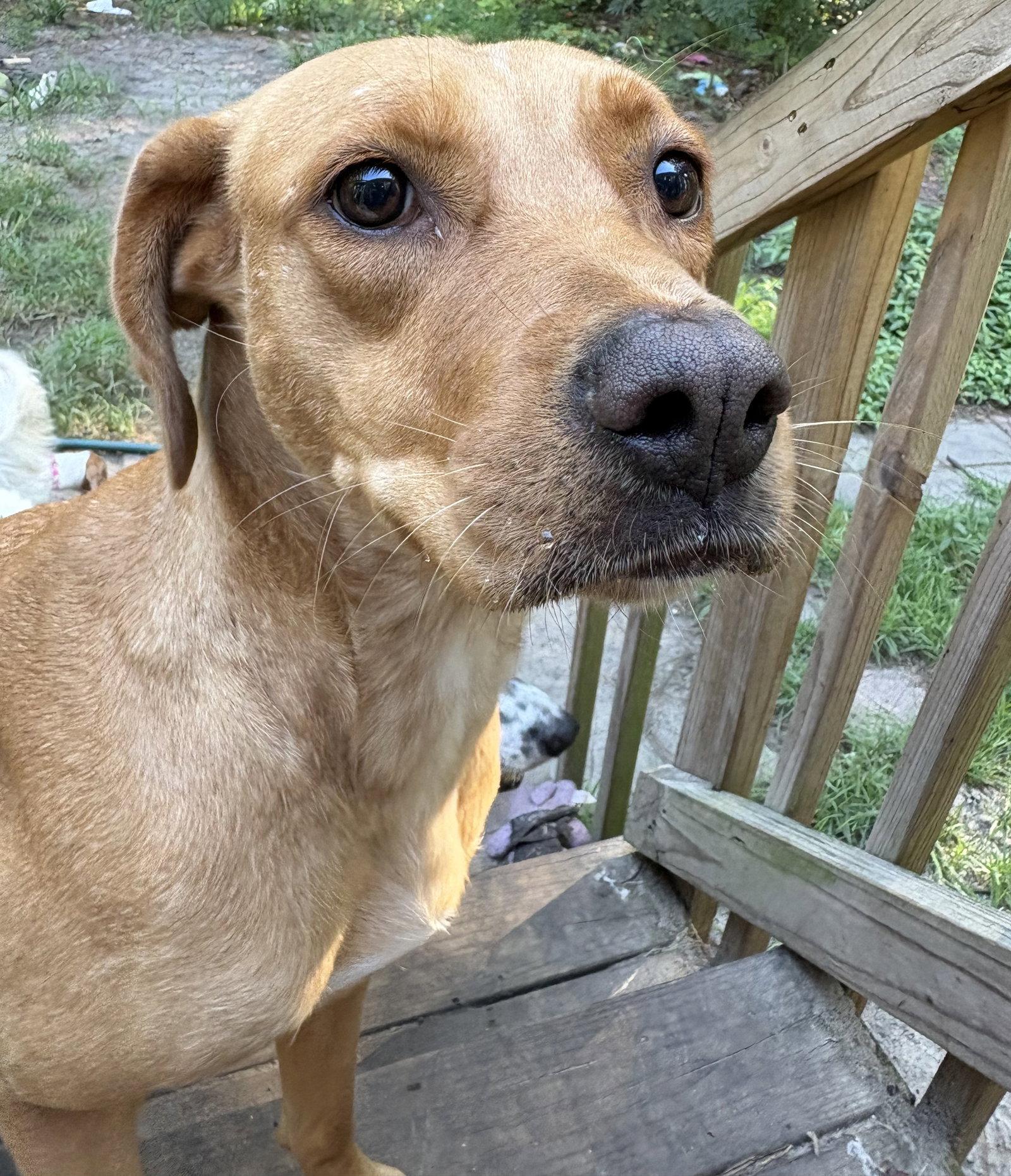 Enlarge Sunflower, a Adoptable Labrador Retriever in Mount Pleasant, SC image 1/2