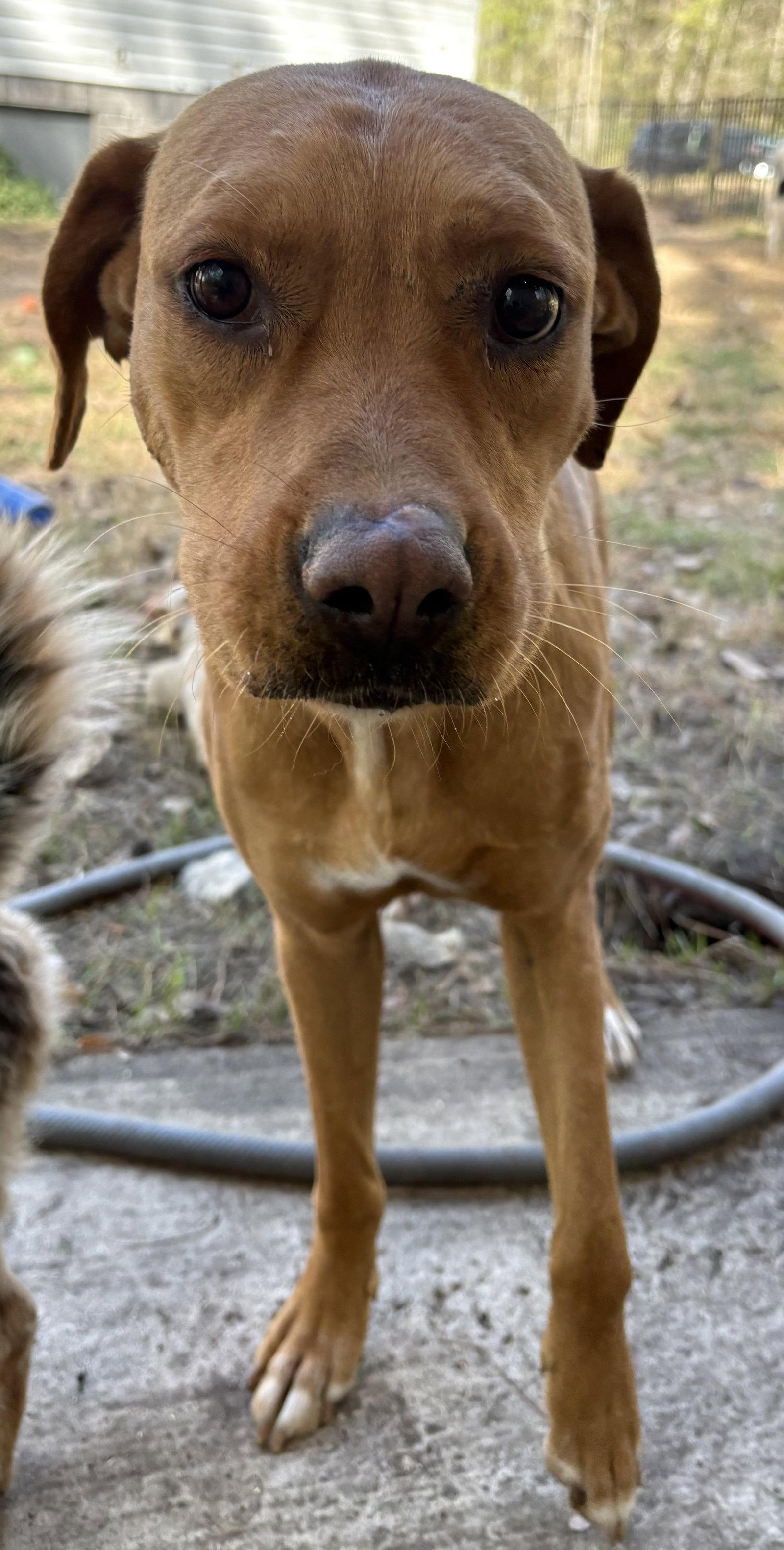 Sunflower, Adoptable, Adult Female Mixed Breed.