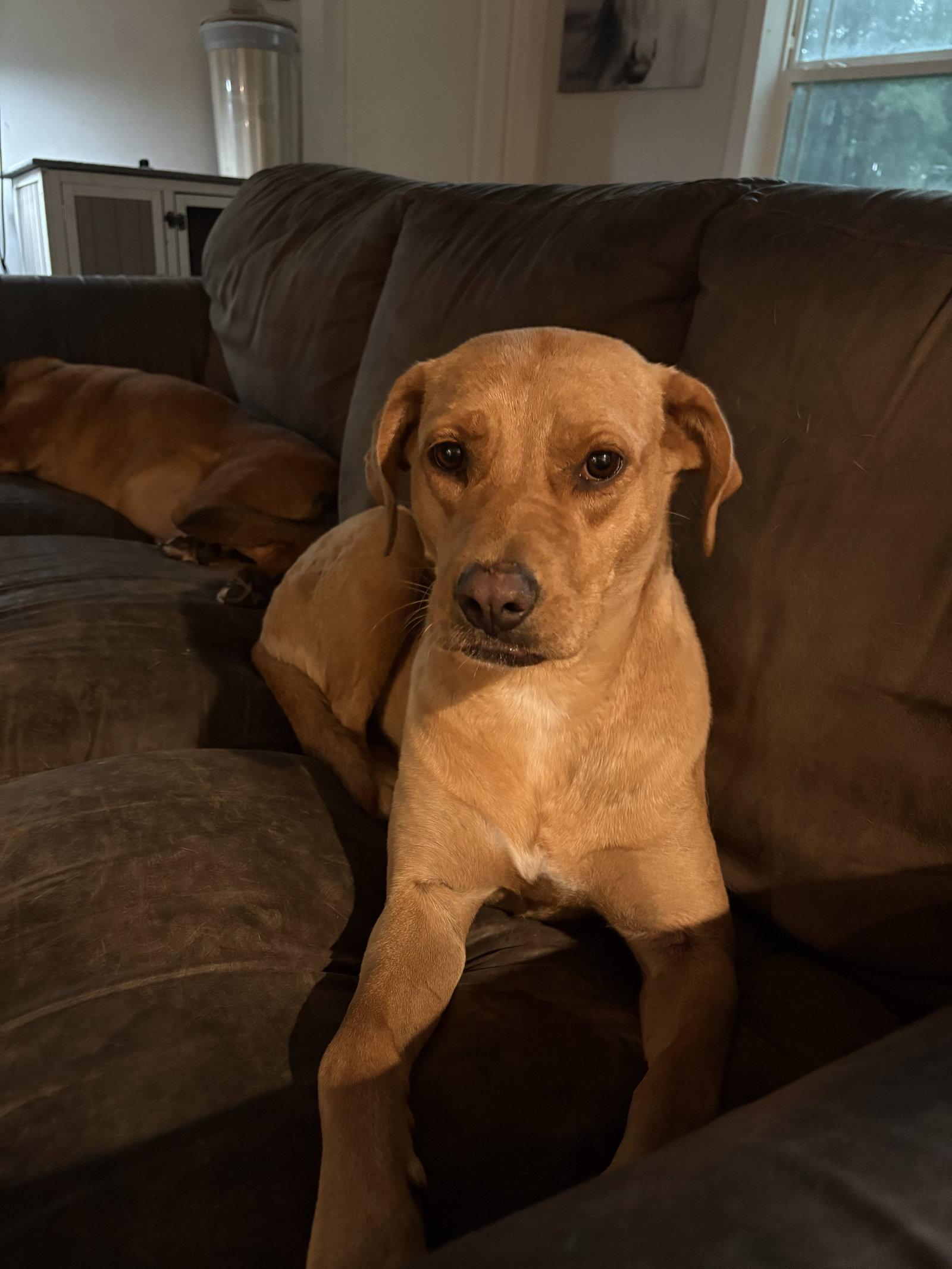 Sunflower, Adoptable, Adult Female Labrador Retriever.
