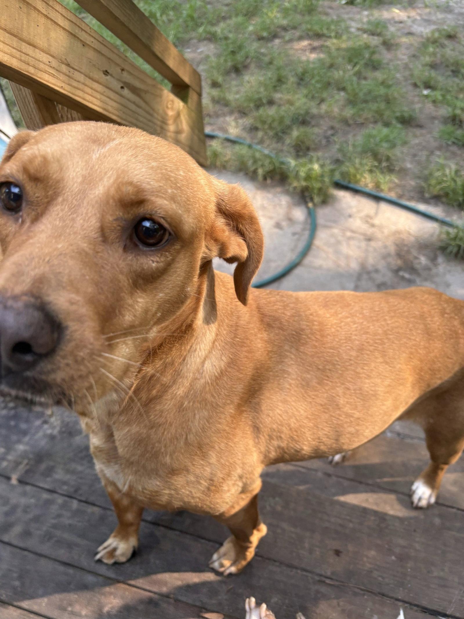 Enlarge Sunflower, a Adoptable Labrador Retriever in Mount Pleasant, SC image 2/2