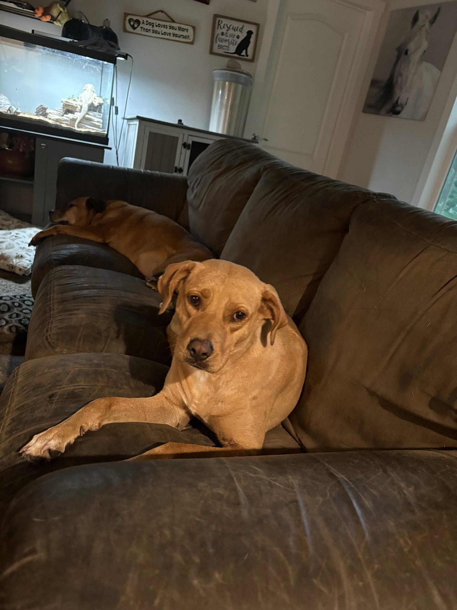 Enlarge Sunflower, a Adoptable Labrador Retriever in Mount Pleasant, SC image 2/3