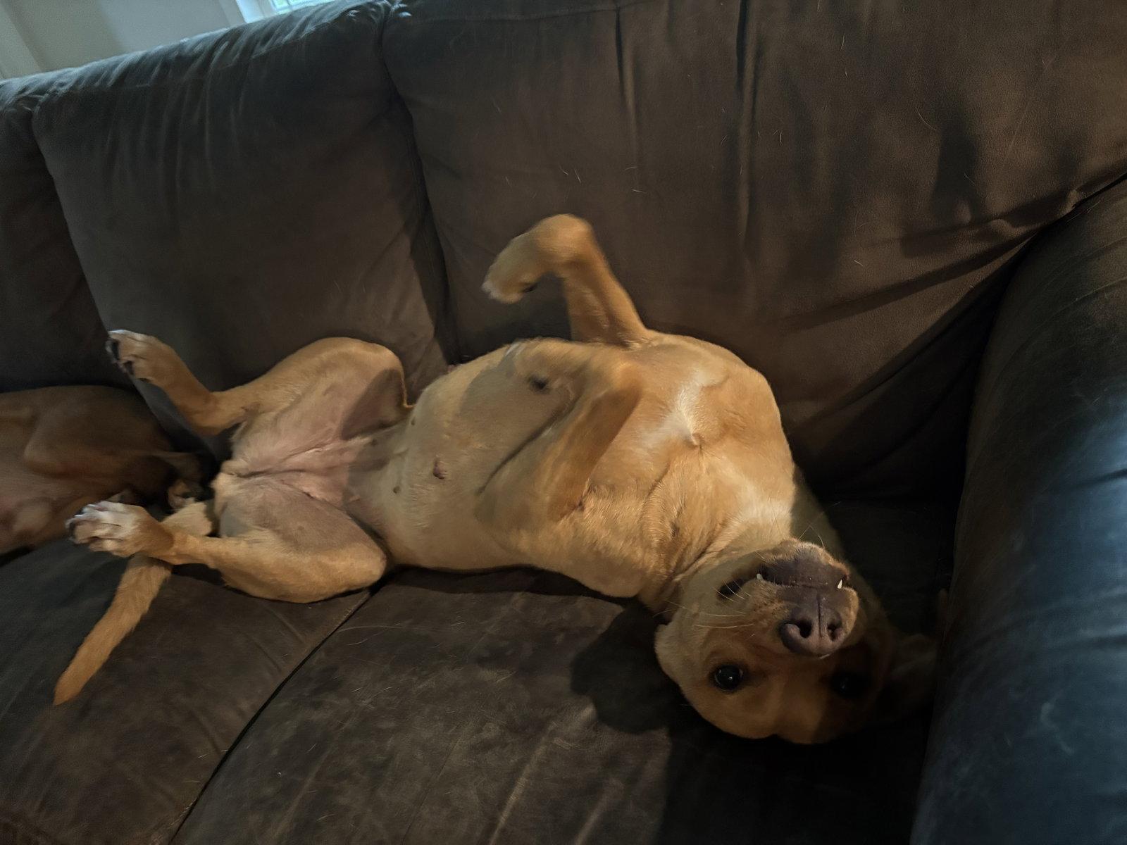 Enlarge Sunflower, a Adoptable Labrador Retriever in Mount Pleasant, SC image 3/3