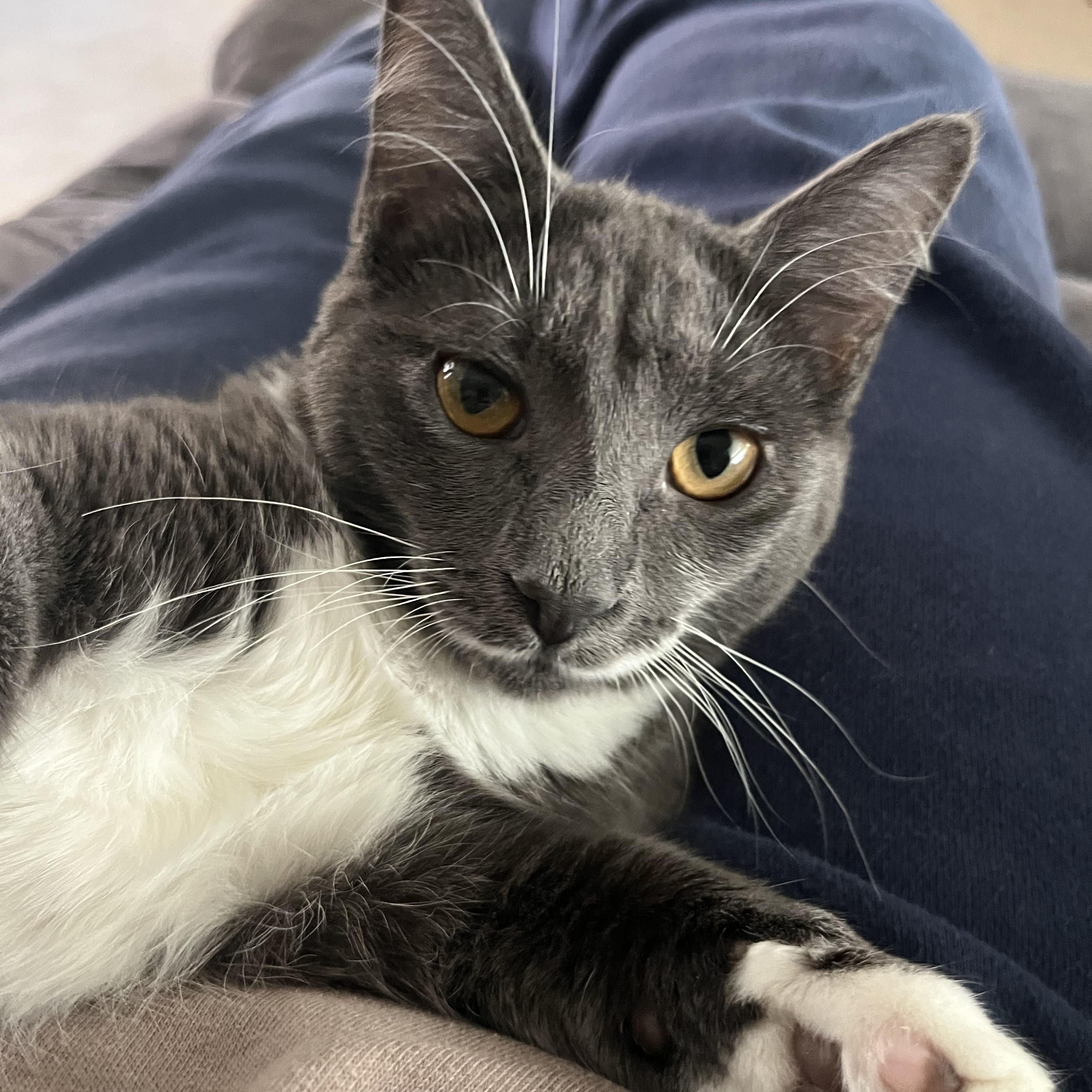 Sola (bonded with Bangles), Adoptable, Young Female Domestic Short Hair.