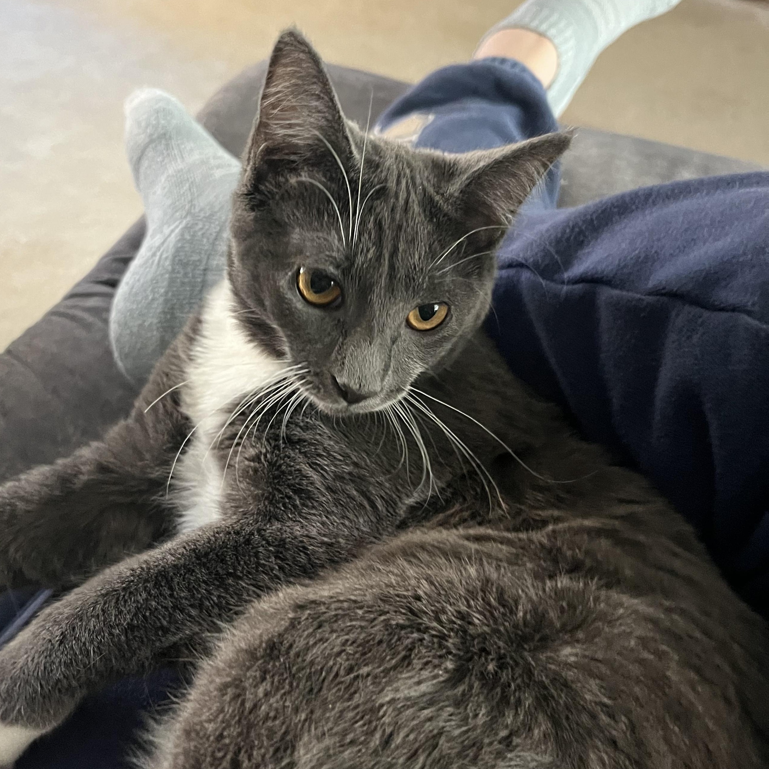 Enlarge Sola (bonded with Bangles), a Adoptable Domestic Short Hair in South Lyon, MI image 2/5