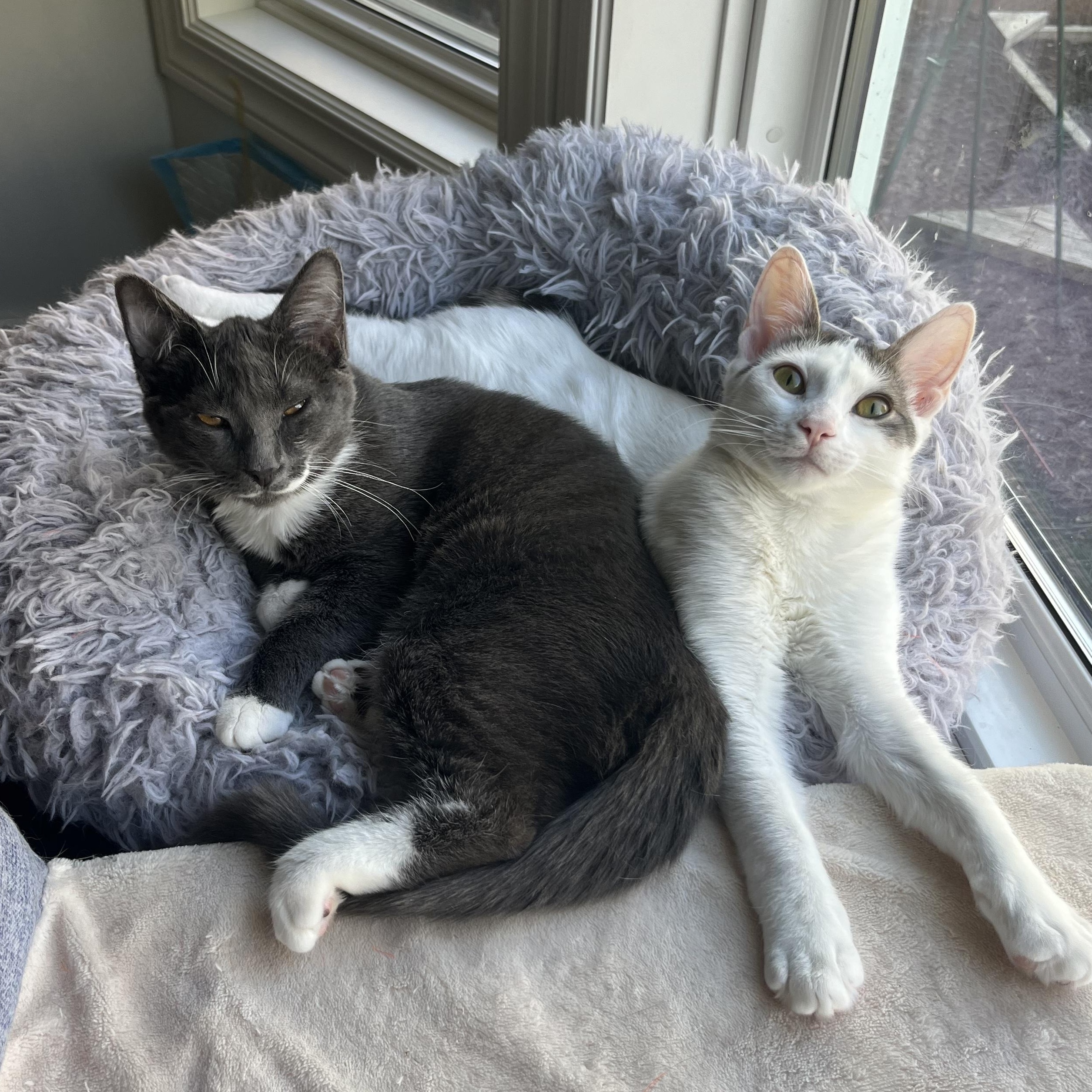 Sola (bonded with Bangles), Adoptable, Kitten Female Domestic Short Hair.