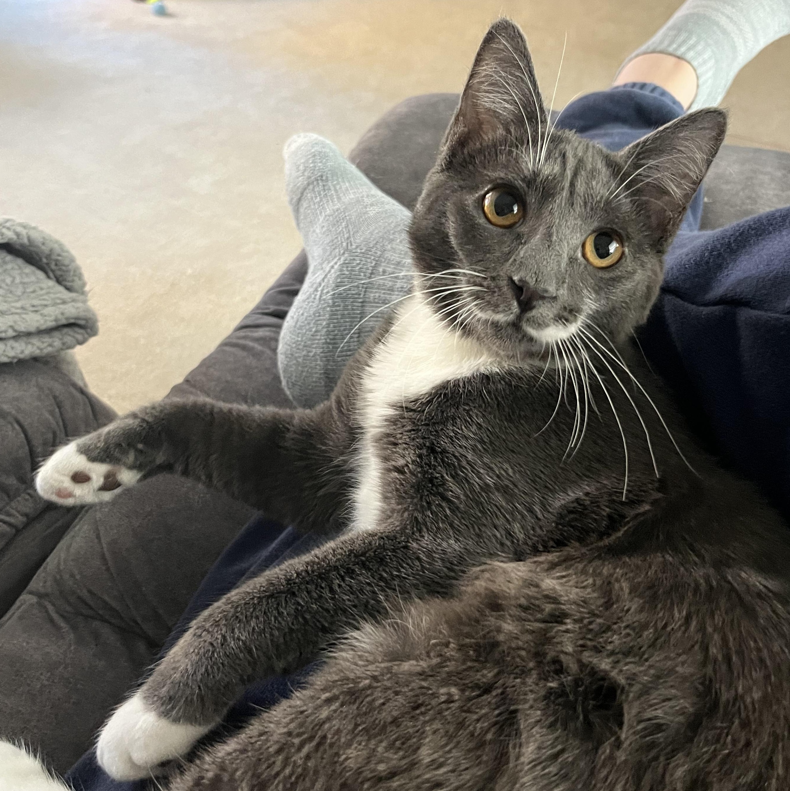 Enlarge Sola (bonded with Bangles), a Adoptable Domestic Short Hair in South Lyon, MI image 4/5