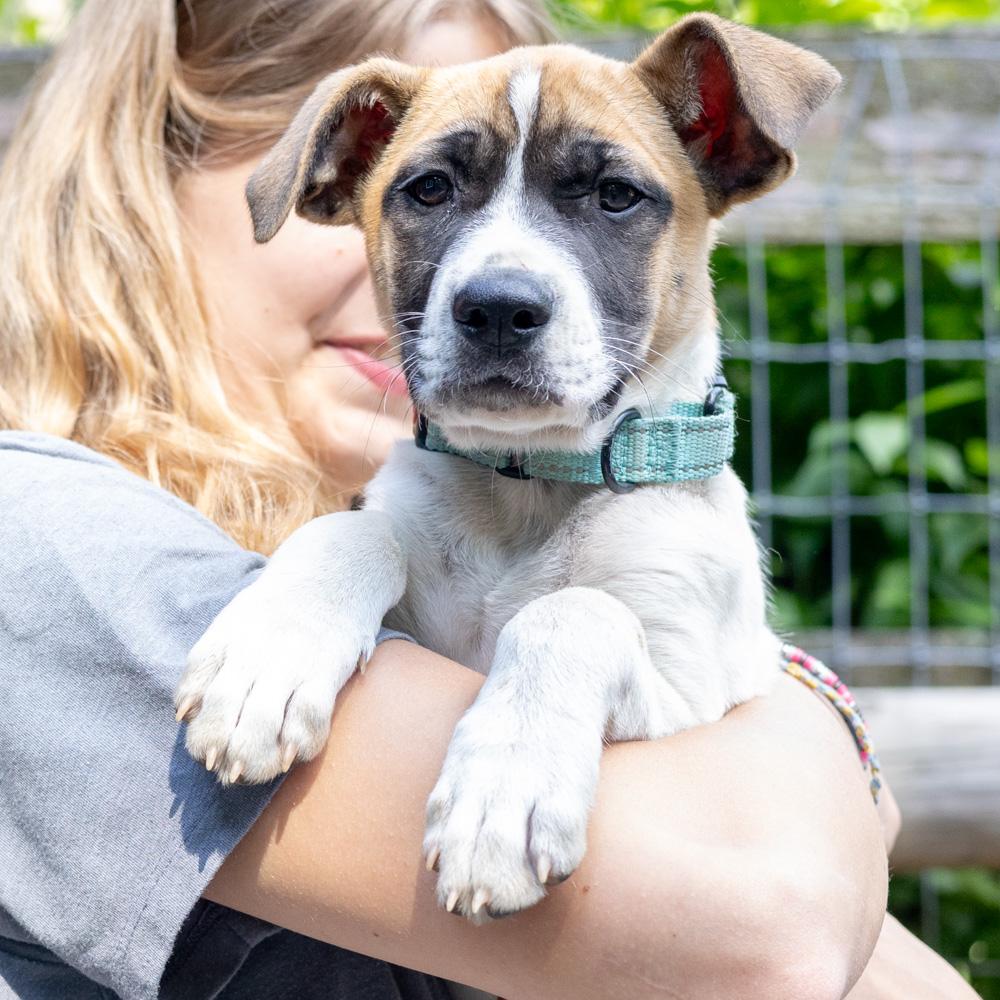 Enlarge Yahtzee (Female), a Adoptable mixed breed in West Grove, PA image 1/6