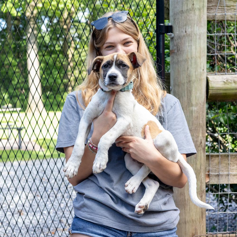 Enlarge Yahtzee (Female), a Adoptable mixed breed in West Grove, PA image 2/6