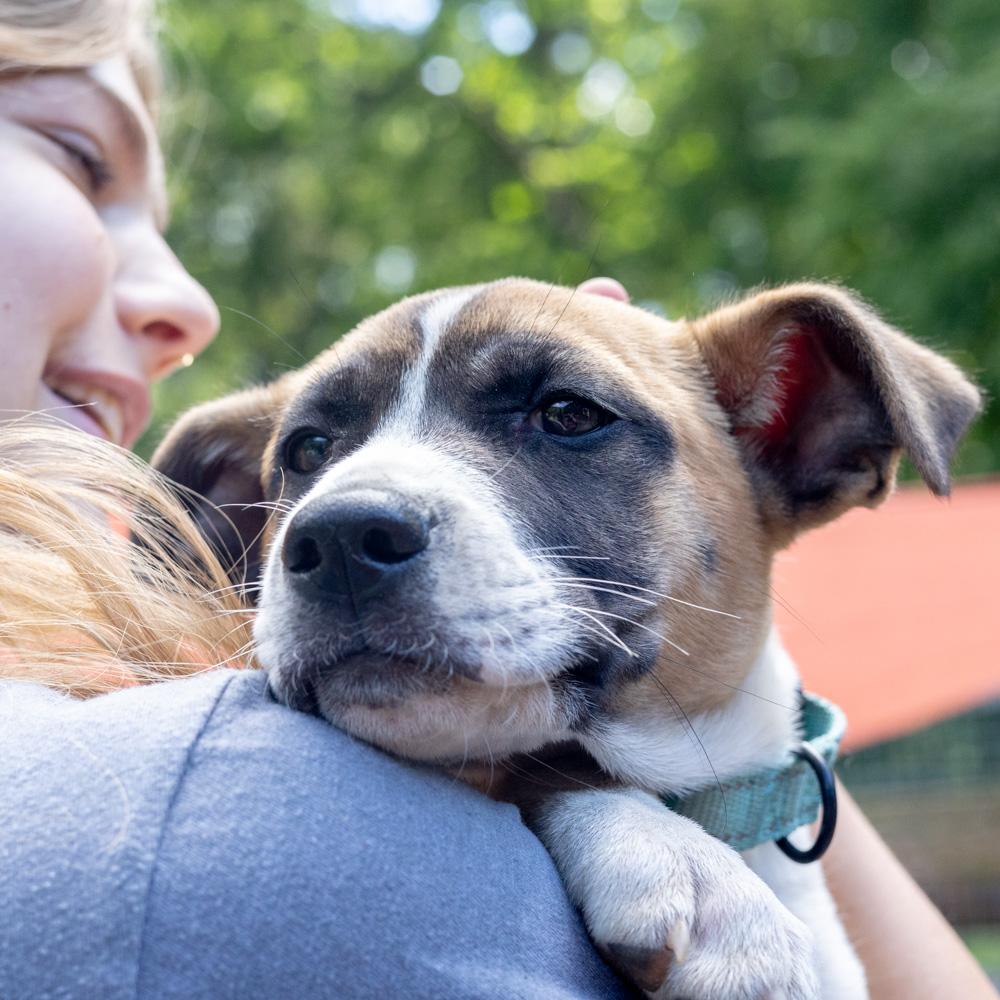 Enlarge Yahtzee (Female), a Adoptable mixed breed in West Grove, PA image 3/6