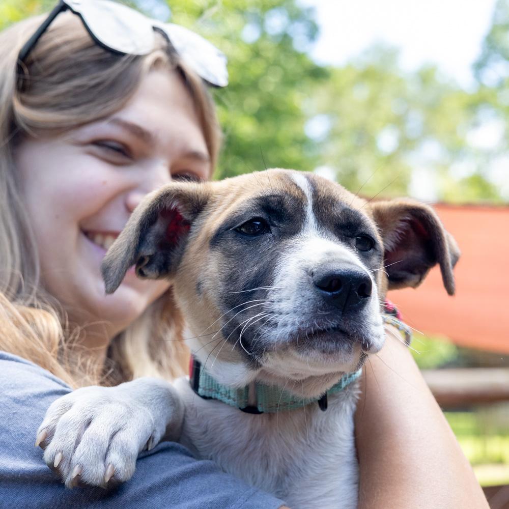 Enlarge Yahtzee (Female), a Adoptable mixed breed in West Grove, PA image 5/6