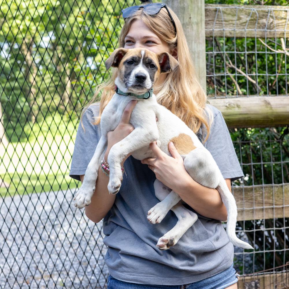 Enlarge Yahtzee (Female), a Adoptable mixed breed in West Grove, PA image 6/6