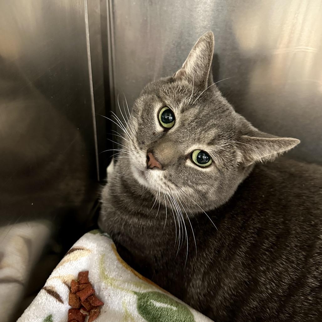 Abraham, Adoptable, Senior Male Domestic Short Hair.