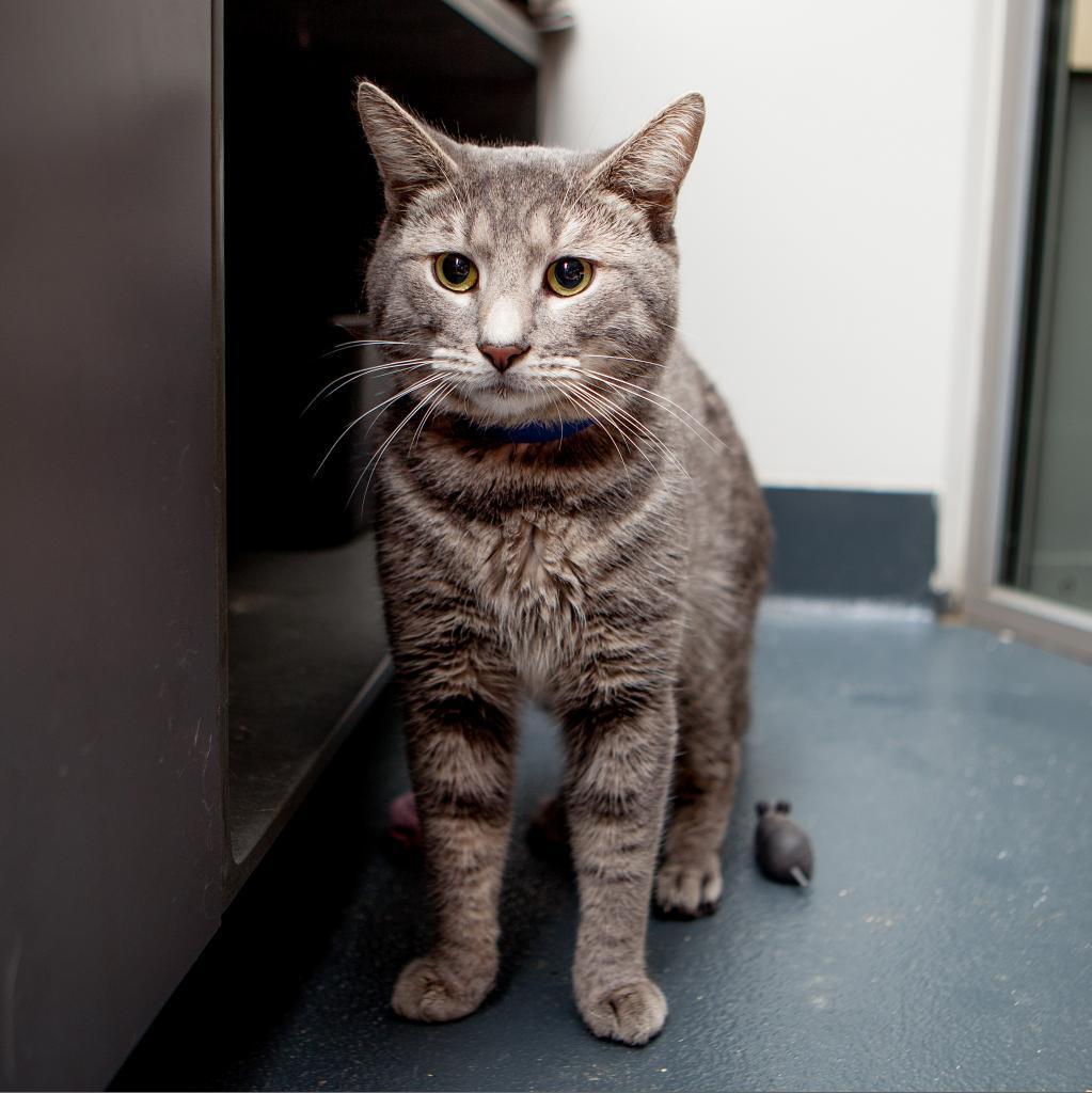 Enlarge Abraham, a Adoptable Domestic Short Hair in New York, NY image 2/6