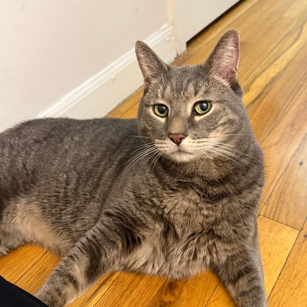 Enlarge Abraham, a Adoptable Domestic Short Hair in New York, NY image 3/6