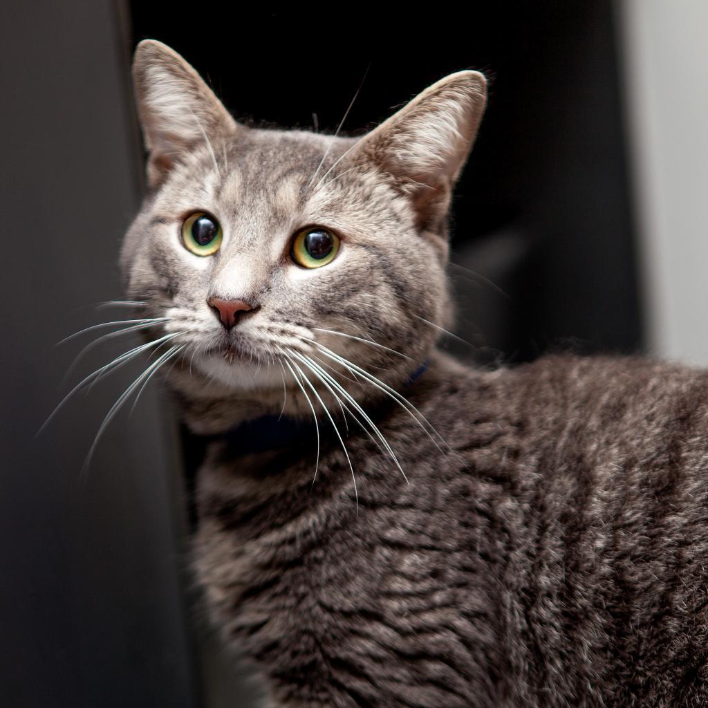 Enlarge Abraham, a Adoptable Domestic Short Hair in New York, NY image 4/6