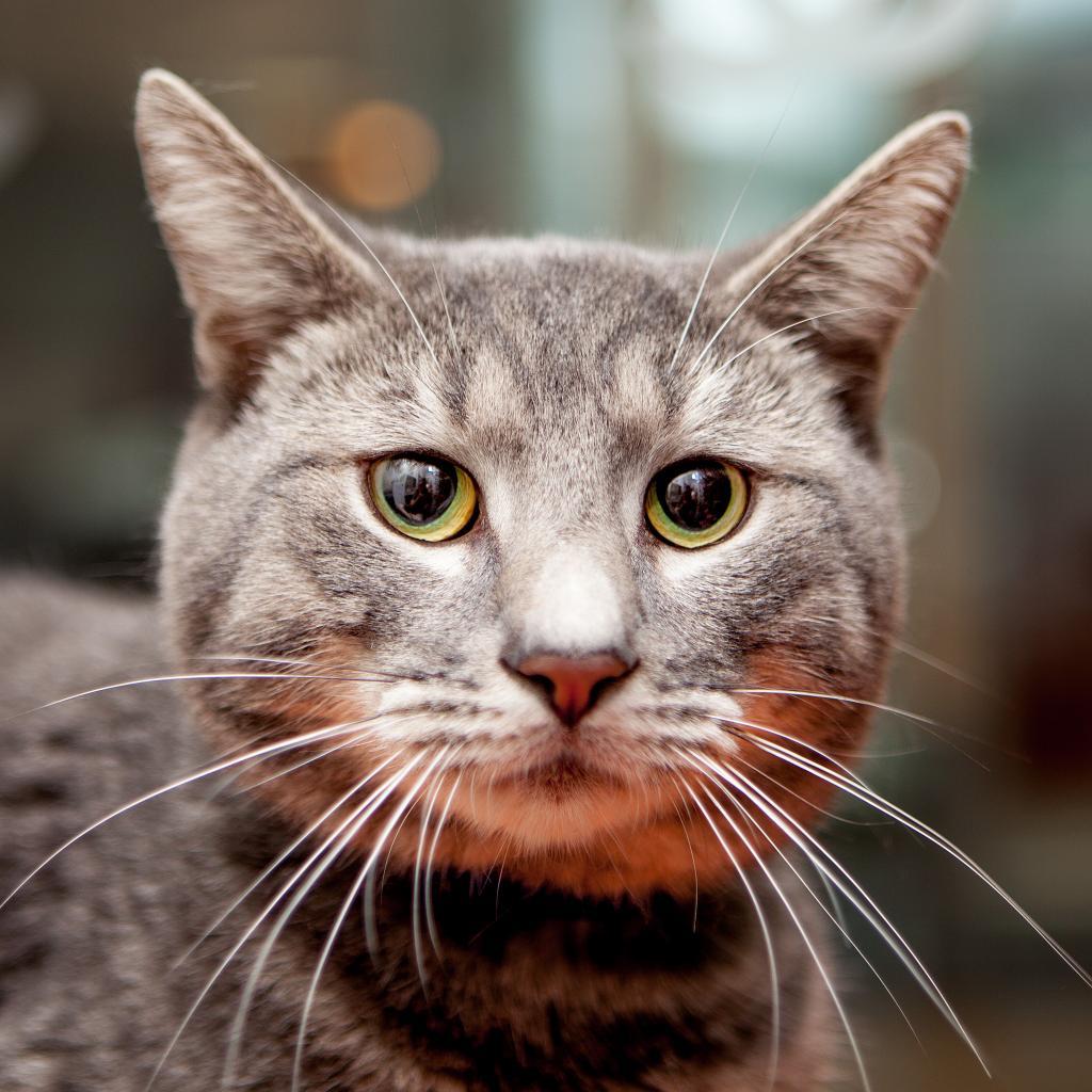 Enlarge Abraham, a Adoptable Domestic Short Hair in New York, NY image 5/6