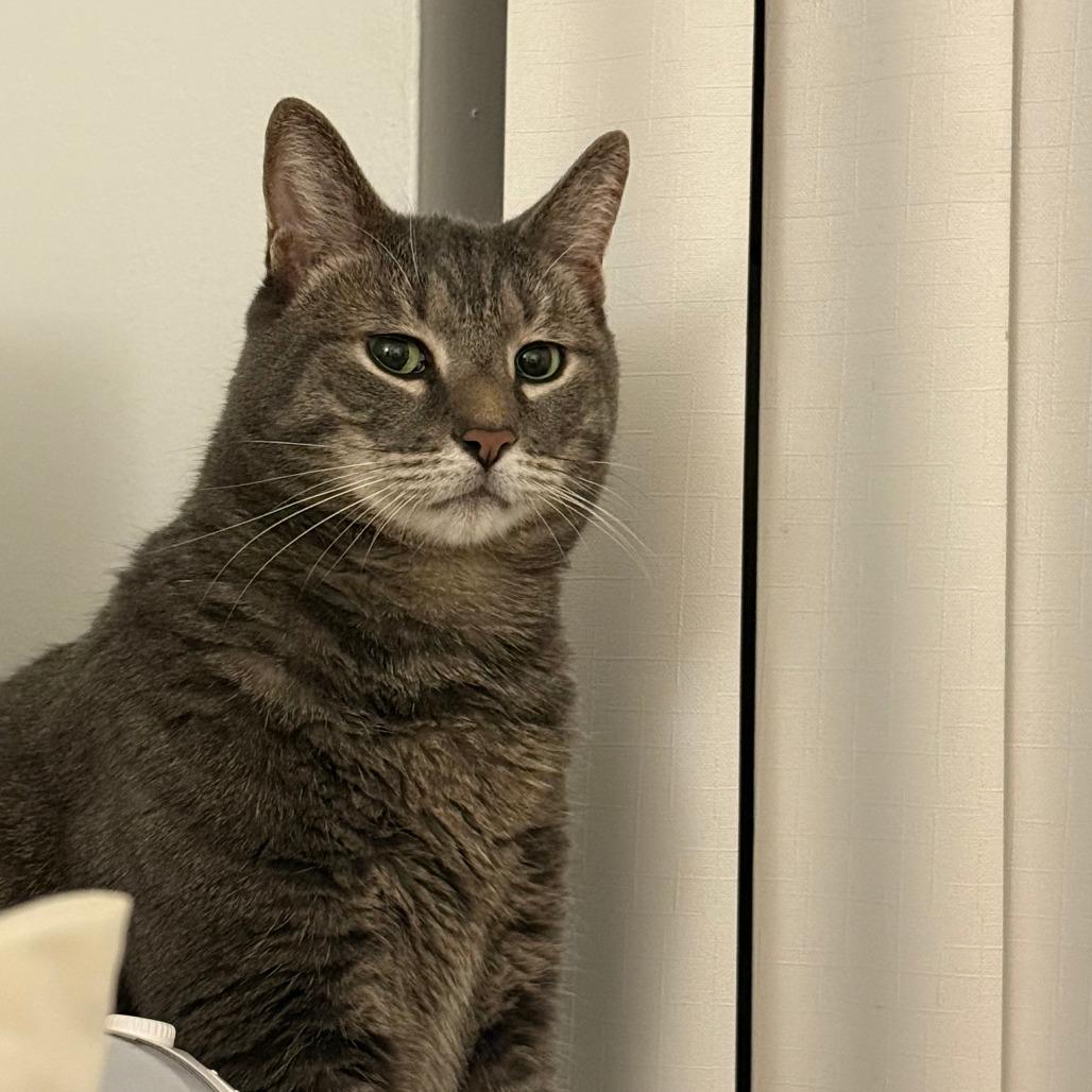 Enlarge Abraham, a Adoptable Domestic Short Hair in New York, NY image 6/6