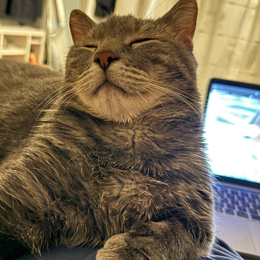 Enlarge Abraham, a Adoptable Domestic Short Hair in New York, NY image 6/6