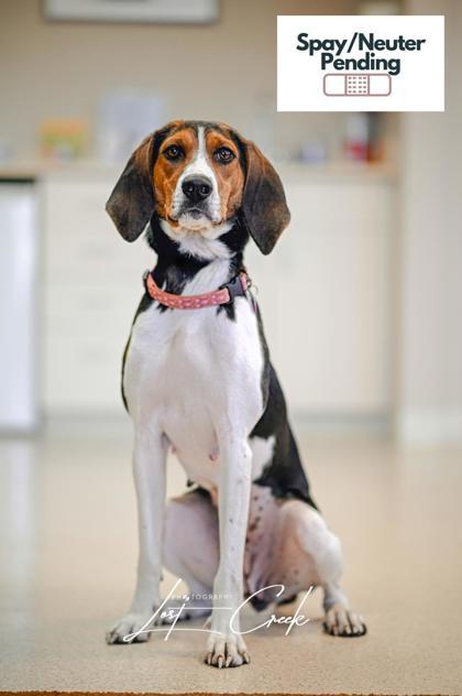 Allie, Adoptable, Young Female Treeing Walker Coonhound & Mixed Breed.