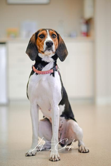 Allie, a Adoptable mixed breed in Kalispell, MT image 3/3