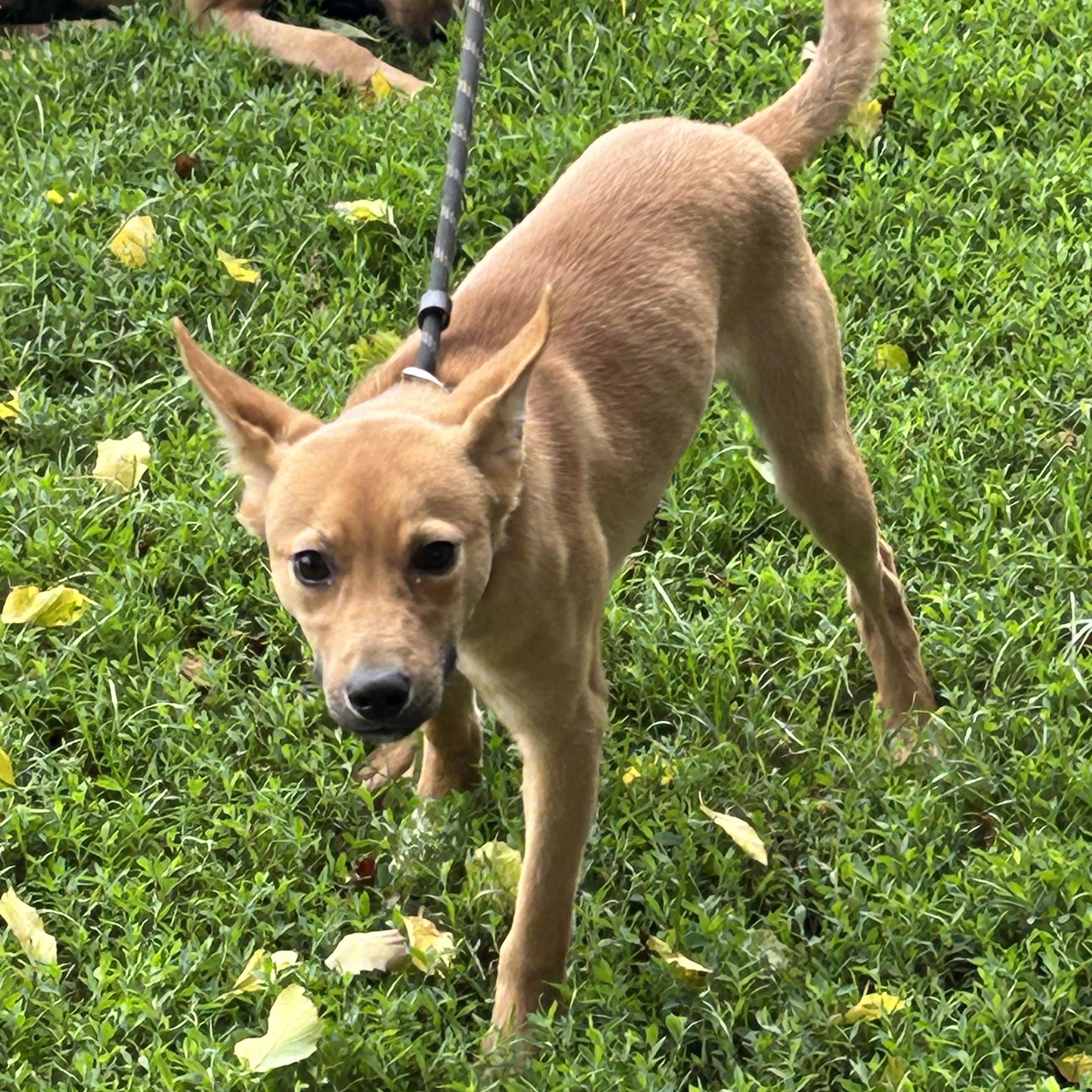 Enlarge Cheddar (Chet), a Adoptable mixed breed in West Grove, PA image 3/3