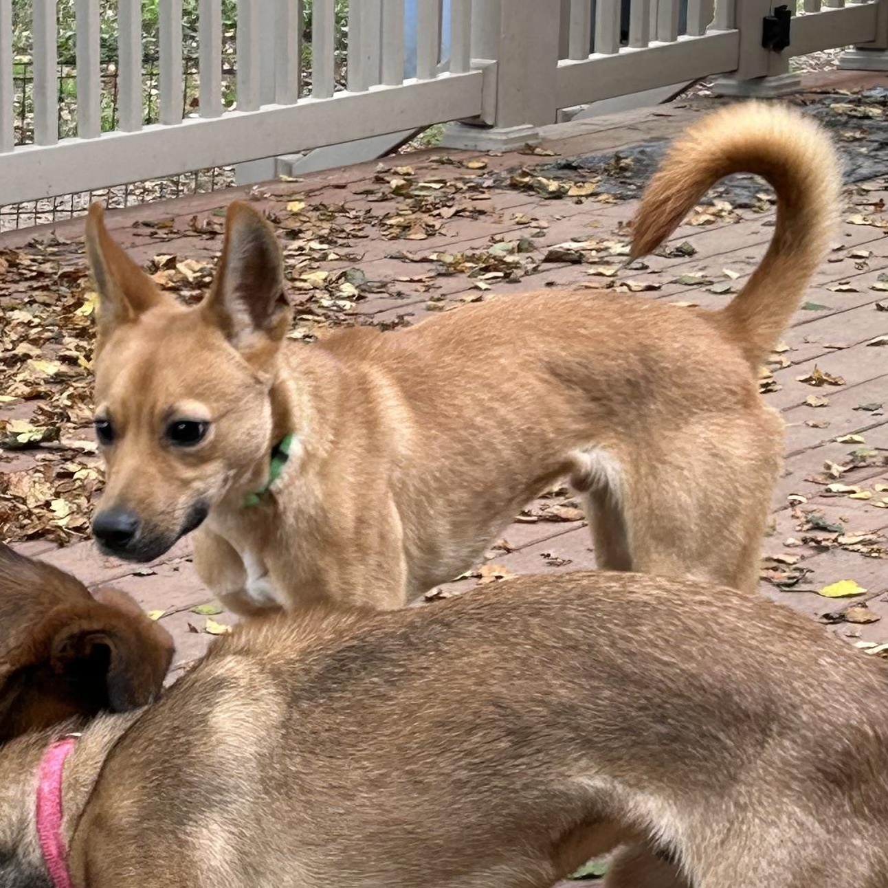 Cheddar (Chet), Adoptable, Young Male Australian Cattle Dog / Blue Heeler.