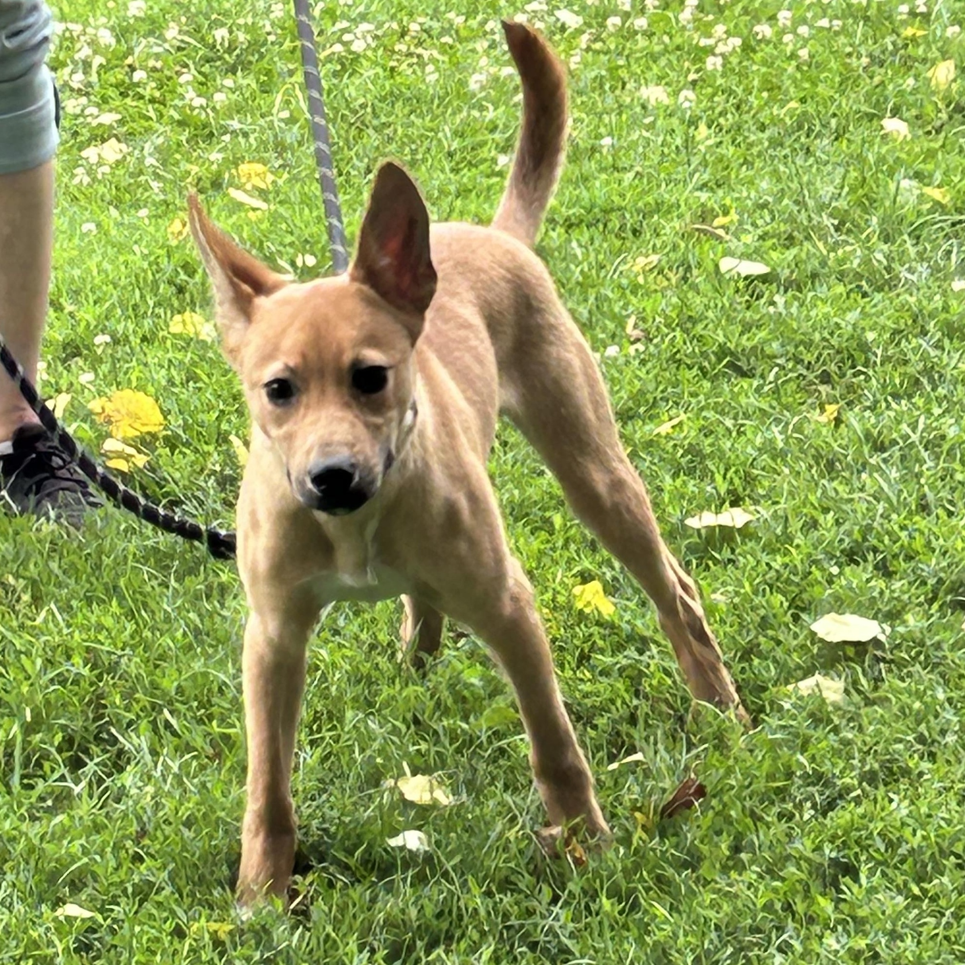 Enlarge Cheddar (Chet), a Adoptable mixed breed in West Grove, PA image 2/3
