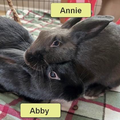 Enlarge Abby, a Adoptable Bunny Rabbit in Wheaton, IL image 3/3