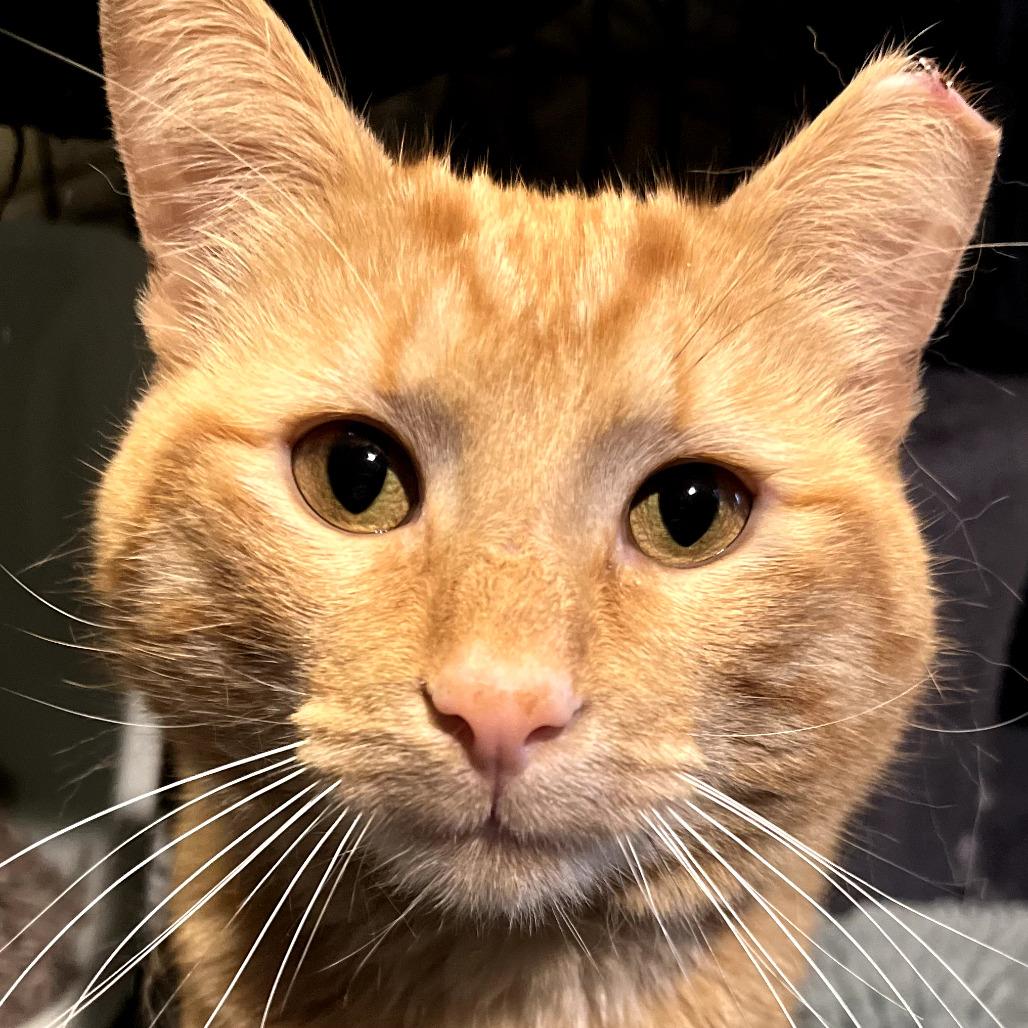 Enlarge Ivor the Magnificent, a Adoptable American Shorthair in Chicago, IL image 1/2