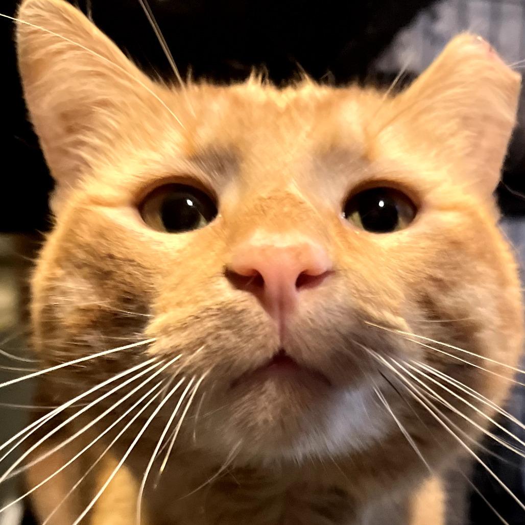 Enlarge Ivor the Magnificent, a Adoptable American Shorthair in Chicago, IL image 2/2